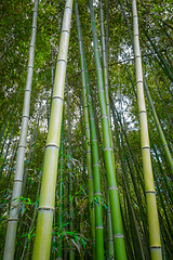 Image showing Arashiyama bamboo forest, Kyoto, Japan