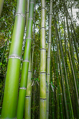 Image showing Arashiyama bamboo forest, Kyoto, Japan