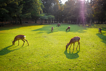 Image showing Sika deers in Nara Park, Japan