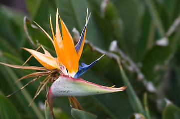 Image showing bird of paradise flower