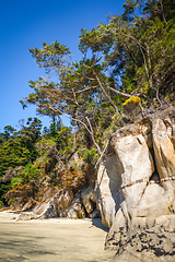 Image showing Creek in Abel Tasman National Park, New Zealand