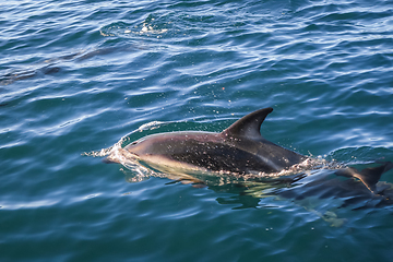 Image showing dolphin in Kaikoura bay, New Zealand