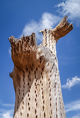 Image showing Dry giant cactus in the desert, Argentina