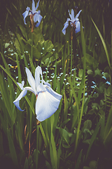 Image showing Iris in Nikko botanical garden, Japan