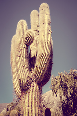 Image showing giant cactus in the desert, Argentina