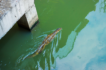 Image showing Lizard swimming in the canal in Bangkok