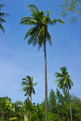 Image showing Three palm trees on sky background