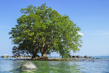 Image showing Mangrove in area of low tide and high tide