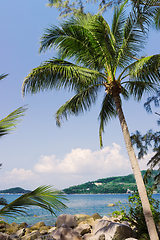 Image showing Palm tree on a rocky shore. Thailand