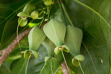 Image showing Fruits Barringtonia (L.Barringtonia asiatica)