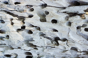 Image showing Texture of wood, corroded pests