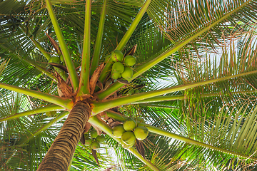 Image showing Coconuts under large leaves of palm trees