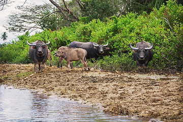 Image showing Buffaloes and their calves on bank of river. Southeast Asia