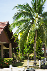 Image showing Coconut palms in the Thai village