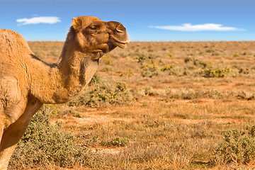 Image showing camel looking over desert
