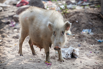 Image showing Pig on contaminated beaches. Southeast Asia