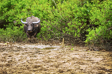 Image showing Buffalo came out of jungle. Southeast Asia