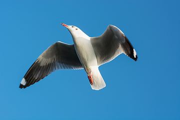 Image showing Graceful seagull soars up against blue sky