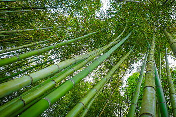 Image showing Arashiyama bamboo forest, Kyoto, Japan