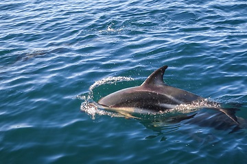 Image showing dolphin in Kaikoura bay, New Zealand