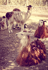 Image showing Lamas in a farm