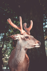 Image showing Sika deer in Nara Park forest, Japan