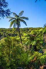 Image showing Track in Abel Tasman National Park, New Zealand