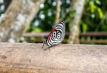 Image showing butterfly at iguazu falls