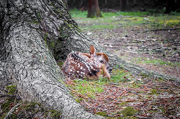 Image showing Sika fawn deer in Nara Park forest, Japan