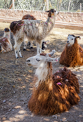Image showing Lamas in a farm