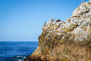 Image showing Sea lions on a rock in Kaikoura Bay