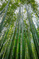 Image showing Arashiyama bamboo forest, Kyoto, Japan