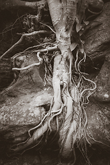 Image showing Roots on a rock close-up