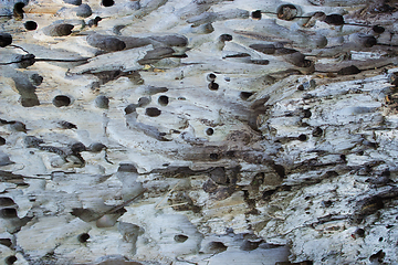 Image showing Texture of wood, corroded pests