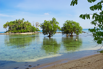 Image showing Tree mangrove in area of low tide. Thailand