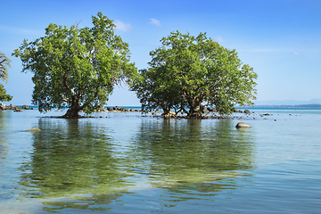 Image showing Two mangrove trees in low tide zone. Thailand