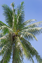 Image showing Coconut tree against the sky