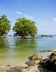 Image showing Mangrove in area of low. Southeast Asia