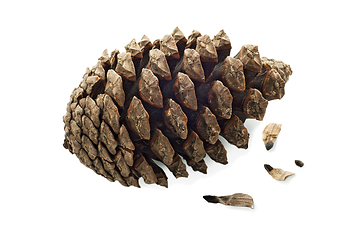 Image showing Cone coniferous tree and seeds isolated white background