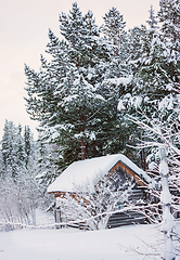 Image showing Little hut on edge of boreal forest