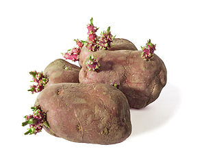 Image showing Four sprouting potatoes against a white background, grade red