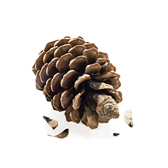 Image showing Pine cone and seeds isolated white background