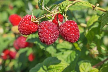 Image showing Three Bright juicy raspberries on the branch