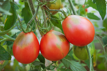Image showing Three tomatoes pear shaped on the branch