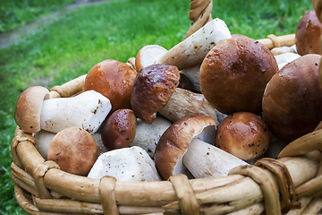 Image showing Boletus mushrooms in a wicker basket