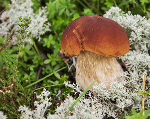 Image showing Mushroom boletus on the moss in september