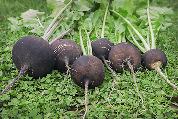 Image showing Black radish reaches maturity in October