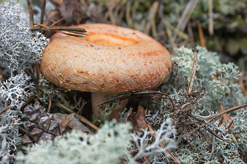 Image showing Mushroom (Lactarius torminosus), suitable for human consumption