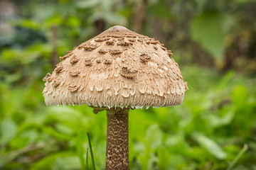 Image showing Hat mushroom-umbrella