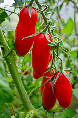 Image showing Ripe tomatoes elongated form on a branch in a greenhouse